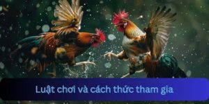 Đá Gà Trường Thomo - Điểm Đến Chất Lượng Của Rất Nhiều Sư Kê